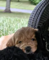 Dorie, a female Goldendoodle and Poodle - Miniature  for sale in Leesburg, OH – 6 of 8