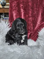Britain , a male Goldendoodle and Poodle - Miniature  for sale in Leesburg, OH – 4 of 8