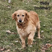 Derby, a male Goldendoodle and Poodle - Miniature  for sale in Leesburg, OH – 9 of 10