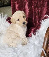 Bristol , a male Poodle - Miniature  for sale in Leesburg, OH – 4 of 7