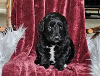 Billings , a male Poodle - Miniature  for sale in Leesburg, OH – 2 of 6