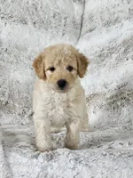 Bristol , a male Poodle - Miniature  for sale in Leesburg, OH – 6 of 9