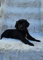 Lexus, a female Goldendoodle and Cavalier King Charles Spaniel for sale in Leesburg, OH – Photo 4 of 4