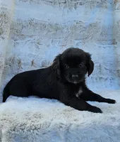 Lexus, a female Goldendoodle and Cavalier King Charles Spaniel for sale in Leesburg, OH – Photo 2 of 4