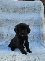 Lexus, a female Goldendoodle and Cavalier King Charles Spaniel for sale in Leesburg, OH – Photo 3 of 4