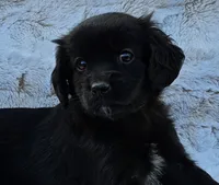 Lexus, a female Goldendoodle and Cavalier King Charles Spaniel for sale in Leesburg, OH – Photo 1 of 4