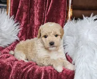 Boise, a male Goldendoodle and Poodle - Miniature  for sale in Leesburg, OH – 6 of 8