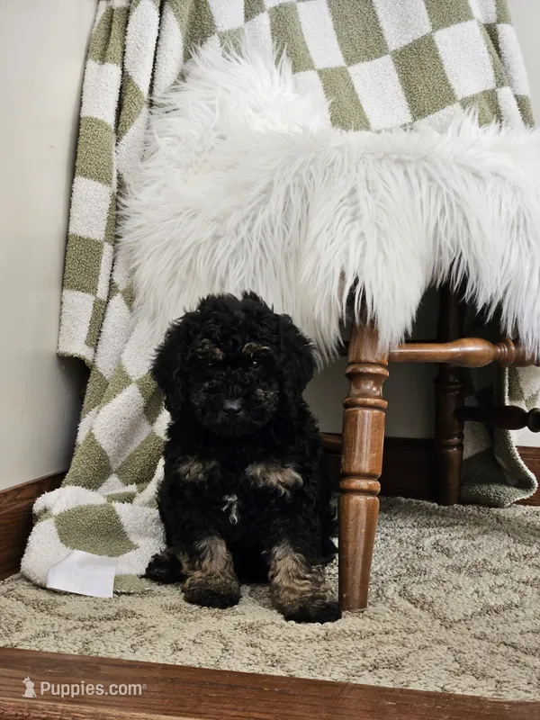 Denver  – Goldendoodle, Poodle - Miniature  puppy for sale in Leesburg, OH