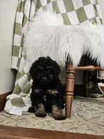Denver , a male Goldendoodle and Poodle - Miniature  for sale in Leesburg, OH – 8 of 10