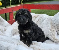 Denver , a male Goldendoodle and Poodle - Miniature  for sale in Leesburg, OH – 7 of 9
