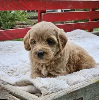 Dorie, a female Goldendoodle and Poodle - Miniature  for sale in Leesburg, OH – 4 of 8