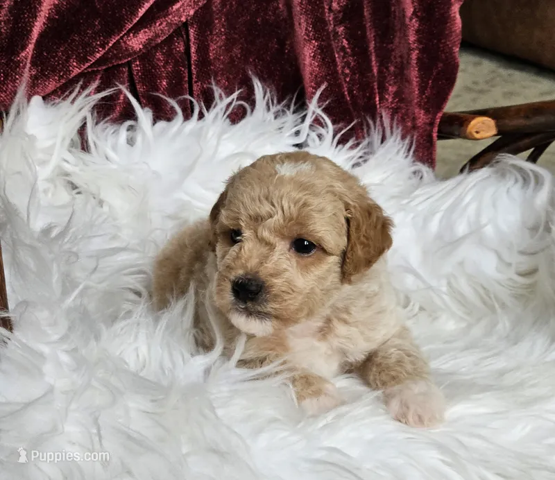 Boise – Goldendoodle, Poodle - Miniature  puppy for sale in Leesburg, OH