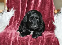 Billings , a male Poodle - Miniature  for sale in Leesburg, OH – 6 of 6