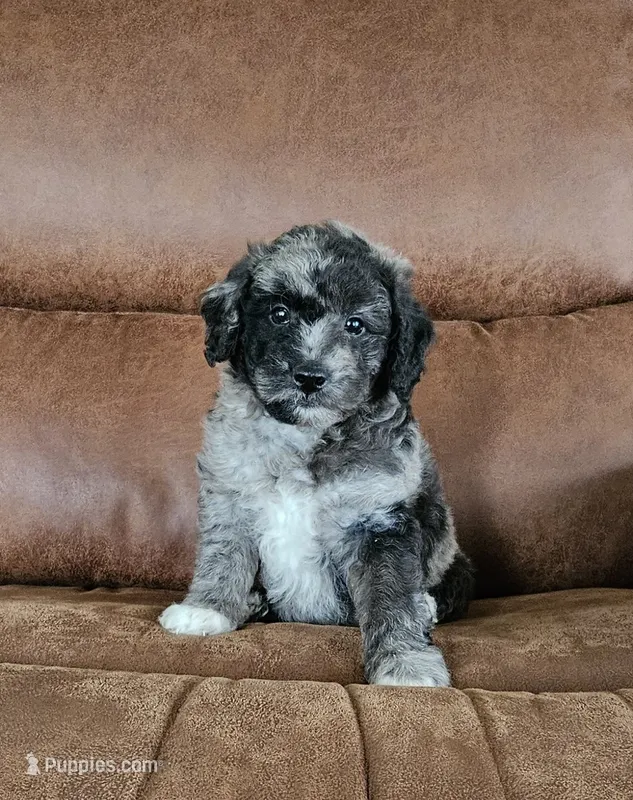 Berlin  – Goldendoodle, Poodle - Miniature  puppy for sale in Leesburg, OH