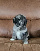 Berlin , a male Goldendoodle and Poodle - Miniature  for sale in Leesburg, OH – 1 of 7