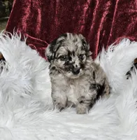Boston , a male Goldendoodle and Poodle - Miniature  for sale in Leesburg, OH – 7 of 9