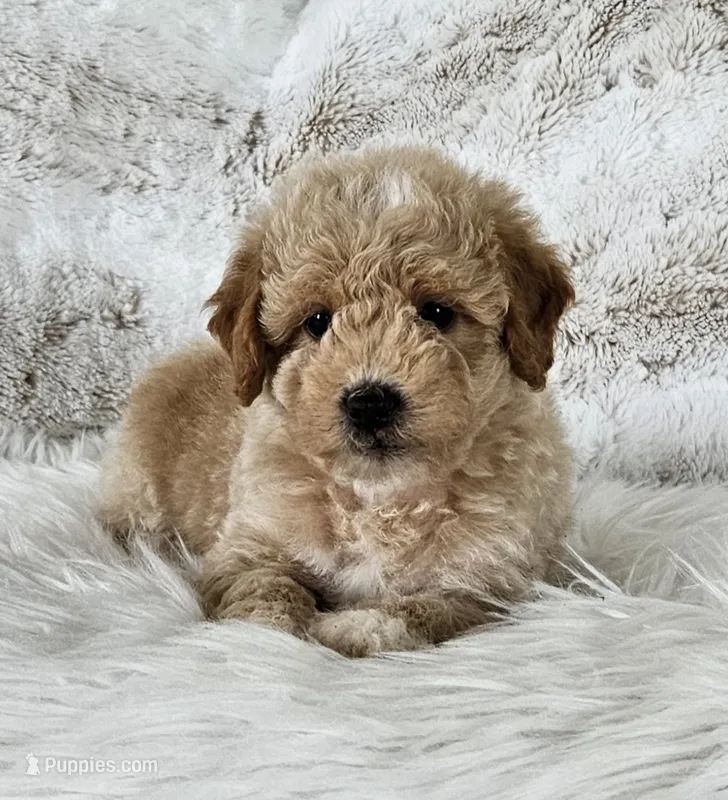 Boise – Goldendoodle, Poodle - Miniature  puppy for sale in Leesburg, OH