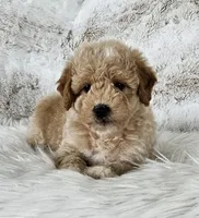 Boise, a male Goldendoodle and Poodle - Miniature  for sale in Leesburg, OH – 1 of 10