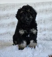 Denver , a male Goldendoodle and Poodle - Miniature  for sale in Leesburg, OH – 2 of 10