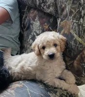 Bristol , a male Poodle - Miniature  for sale in Leesburg, OH – 3 of 9