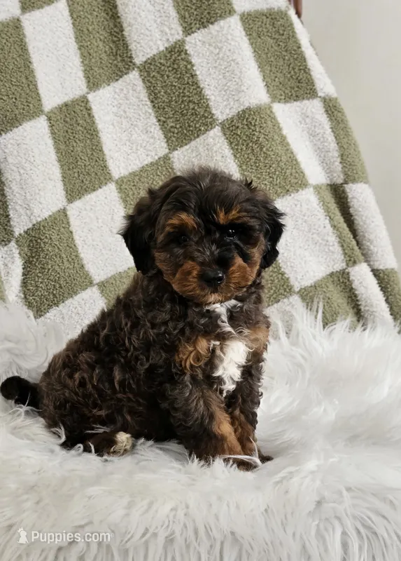 Derby – Goldendoodle, Poodle - Miniature  puppy for sale in Leesburg, OH