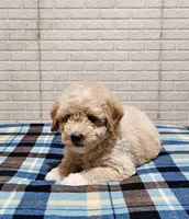 Boise, a male Goldendoodle and Poodle - Miniature  for sale in Leesburg, OH – 2 of 10