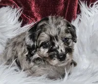 Boston , a male Goldendoodle and Poodle - Miniature  for sale in Leesburg, OH – 2 of 9