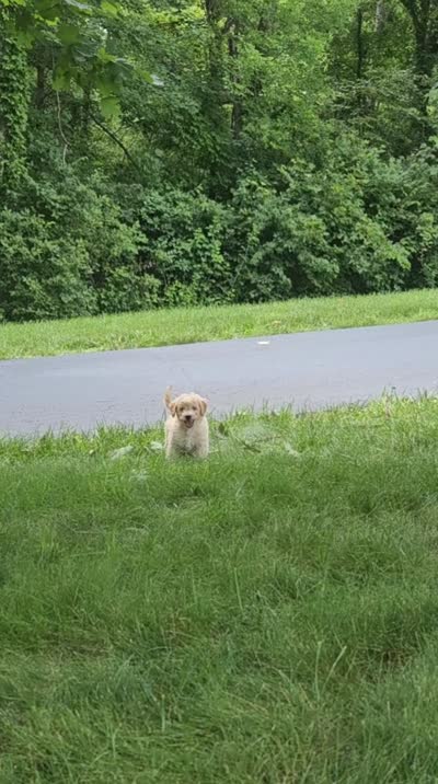 Bristol , a male Poodle - Miniature  for sale in Leesburg, OH – 8 of 10