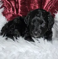 Britain , a male Goldendoodle and Poodle - Miniature  for sale in Leesburg, OH – 6 of 8