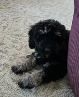 Detroit , a male Goldendoodle and Poodle - Miniature  for sale in Leesburg, OH – 4 of 10