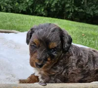 Derby, a male Goldendoodle and Poodle - Miniature  for sale in Leesburg, OH – 7 of 10
