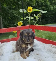 Dallas , a male Goldendoodle and Poodle - Miniature  for sale in Leesburg, OH – 1 of 9