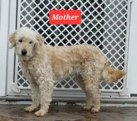 Boston , a male Goldendoodle and Poodle - Miniature  for sale in Leesburg, OH – 8 of 9