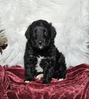 Britain , a male Goldendoodle and Poodle - Miniature  for sale in Leesburg, OH – 5 of 8
