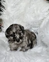 Boston , a male Goldendoodle and Poodle - Miniature  for sale in Leesburg, OH – 3 of 9