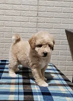 Boise, a male Goldendoodle and Poodle - Miniature  for sale in Leesburg, OH – 6 of 10