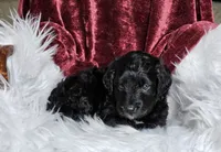 Britain , a male Goldendoodle and Poodle - Miniature  for sale in Leesburg, OH – 2 of 8