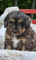 Dallas , a male Goldendoodle and Poodle - Miniature  for sale in Leesburg, OH – 4 of 9