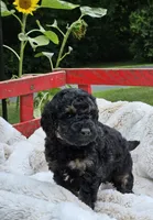 Denver , a male Goldendoodle and Poodle - Miniature  for sale in Leesburg, OH – 6 of 9