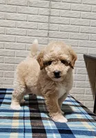 Boise, a male Goldendoodle and Poodle - Miniature  for sale in Leesburg, OH – 4 of 10