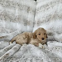 Branson , a male Goldendoodle and Poodle - Miniature  for sale in Leesburg, OH – 6 of 9