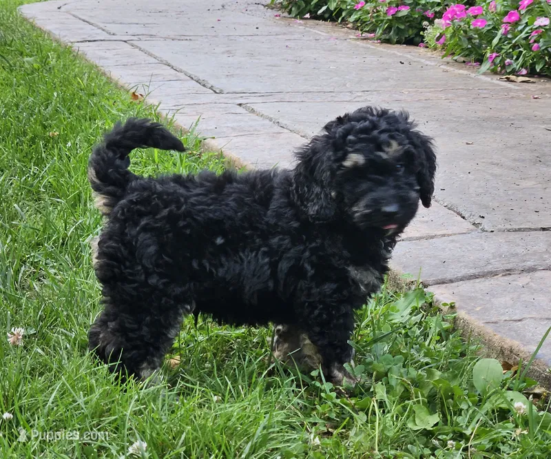Detroit  – Goldendoodle, Poodle - Miniature  puppy for sale in Leesburg, OH