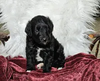 Britain , a male Goldendoodle and Poodle - Miniature  for sale in Leesburg, OH – 3 of 8