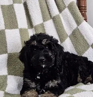 Detroit , a male Goldendoodle and Poodle - Miniature  for sale in Leesburg, OH – 5 of 10
