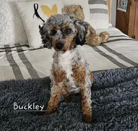 Branson , a male Goldendoodle and Poodle - Miniature  for sale in Leesburg, OH – 8 of 8