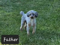 Denver , a male Goldendoodle and Poodle - Miniature  for sale in Leesburg, OH – 9 of 9