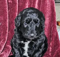 Billings , a male Poodle - Miniature  for sale in Leesburg, OH – 4 of 6