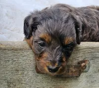 Derby, a male Goldendoodle and Poodle - Miniature  for sale in Leesburg, OH – 8 of 10