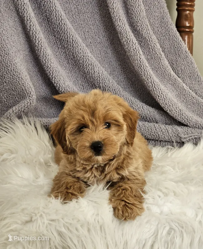 Dorie – Goldendoodle, Poodle - Miniature  puppy for sale in Leesburg, OH