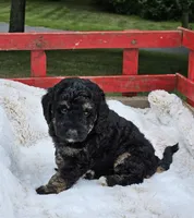 Detroit , a male Goldendoodle and Poodle - Miniature  for sale in Leesburg, OH – 6 of 9